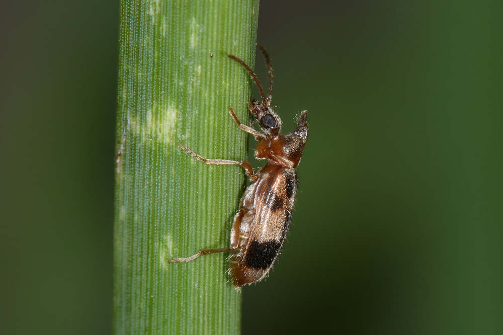 Notoxus brachycerus e Notoxus lonai, Anthicidae